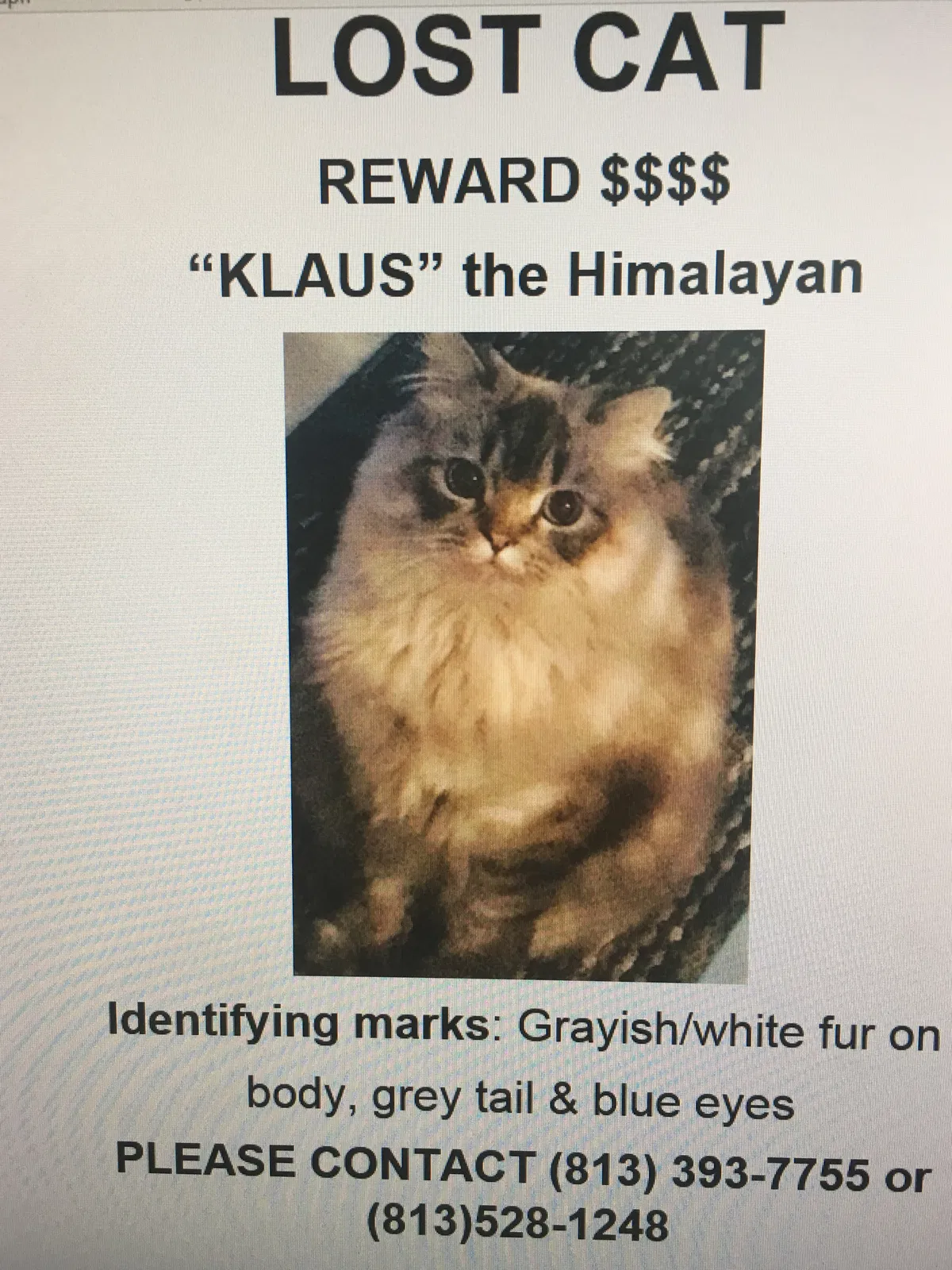 Lost cat in Lutz, FL, 33549