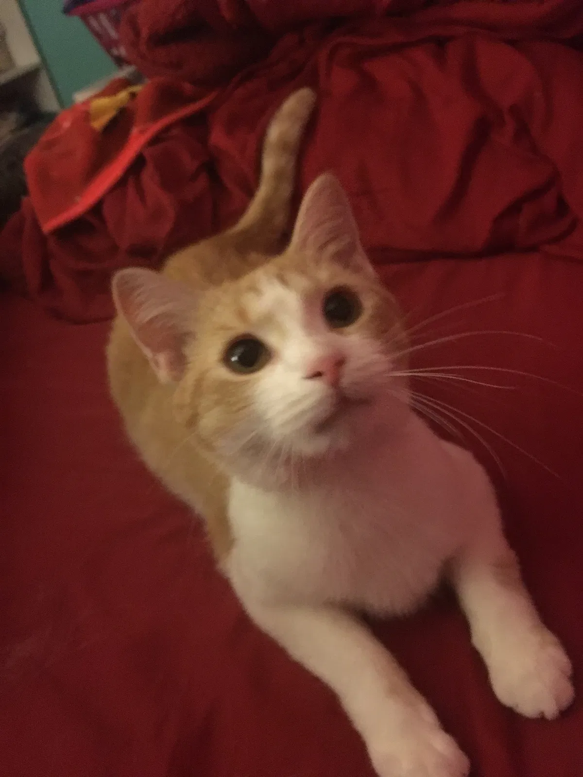 Lost cat in Livonia, MI, 48154