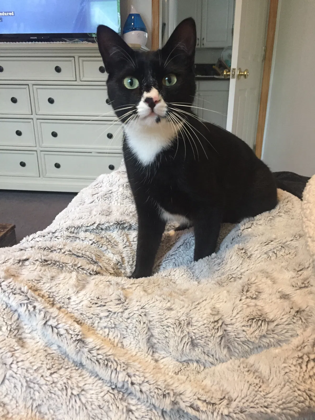Lost cat in East Meadow, NY, 11554