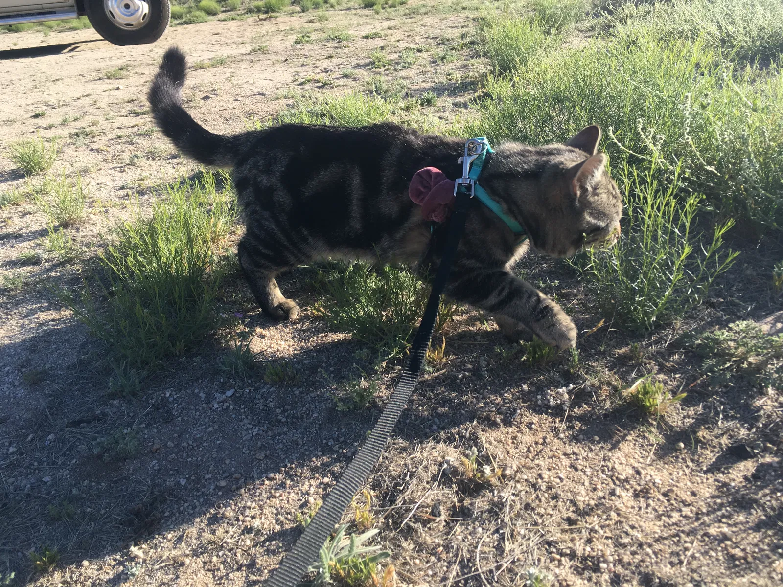Lost cat in Terre Haute, IN, 47802