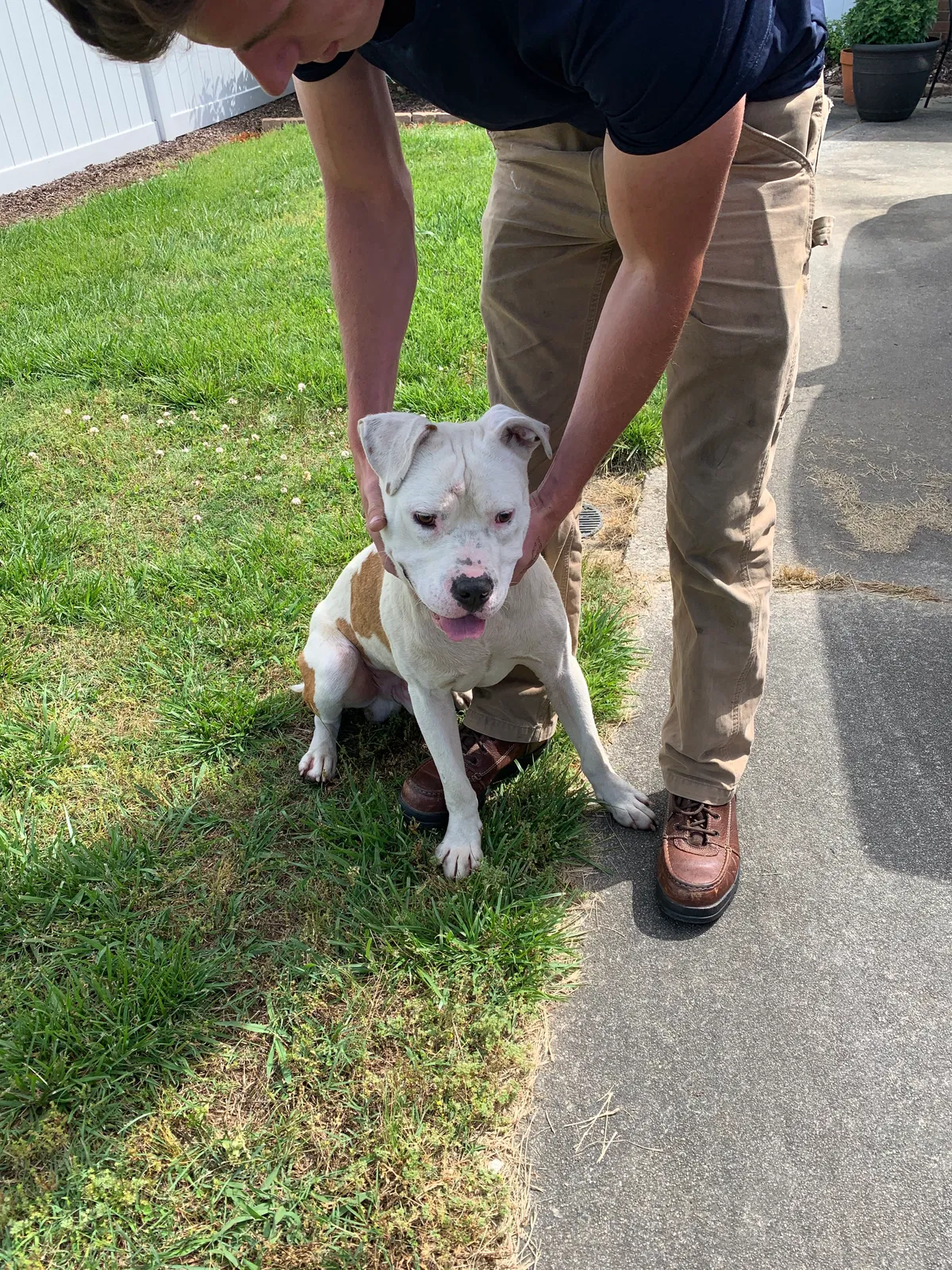 Found dog in High Point, NC, 27263