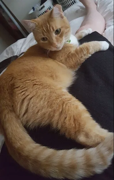 Lost cat in Dearborn, MI, 48124