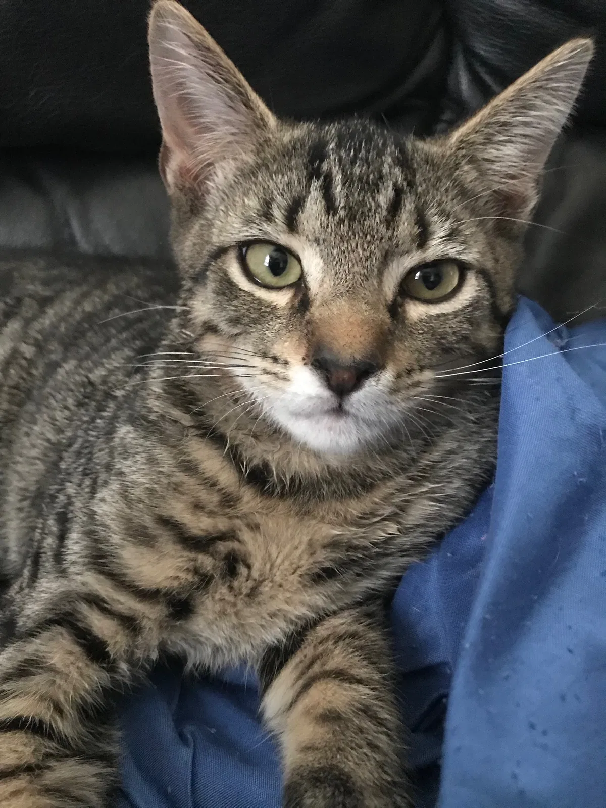 Lost cat in Cape May Court House, NJ, 8210