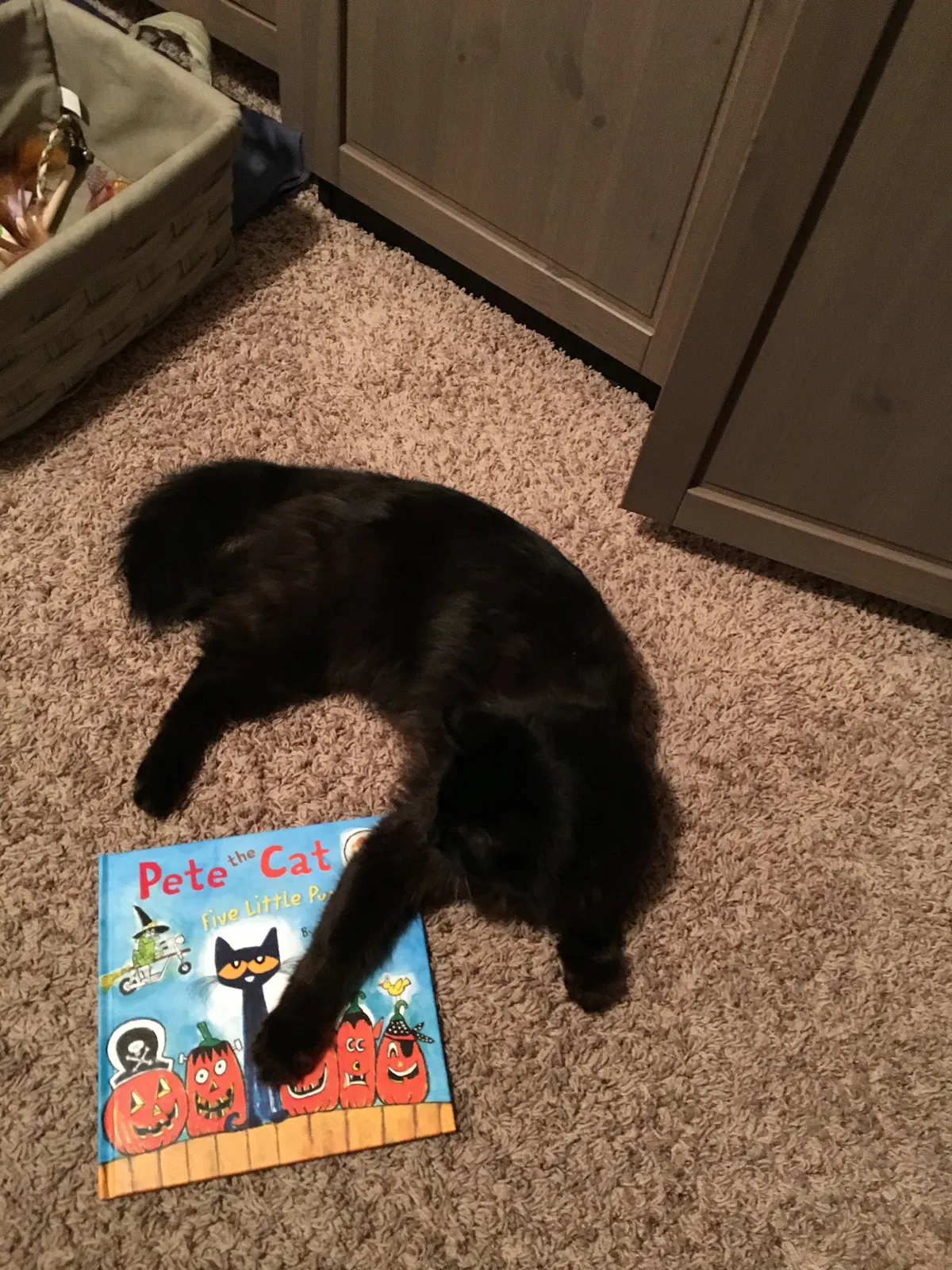 Lost cat in Colorado Springs, CO, 80905