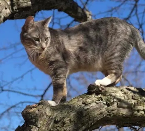 Lost cat in Warren, MI, 48088