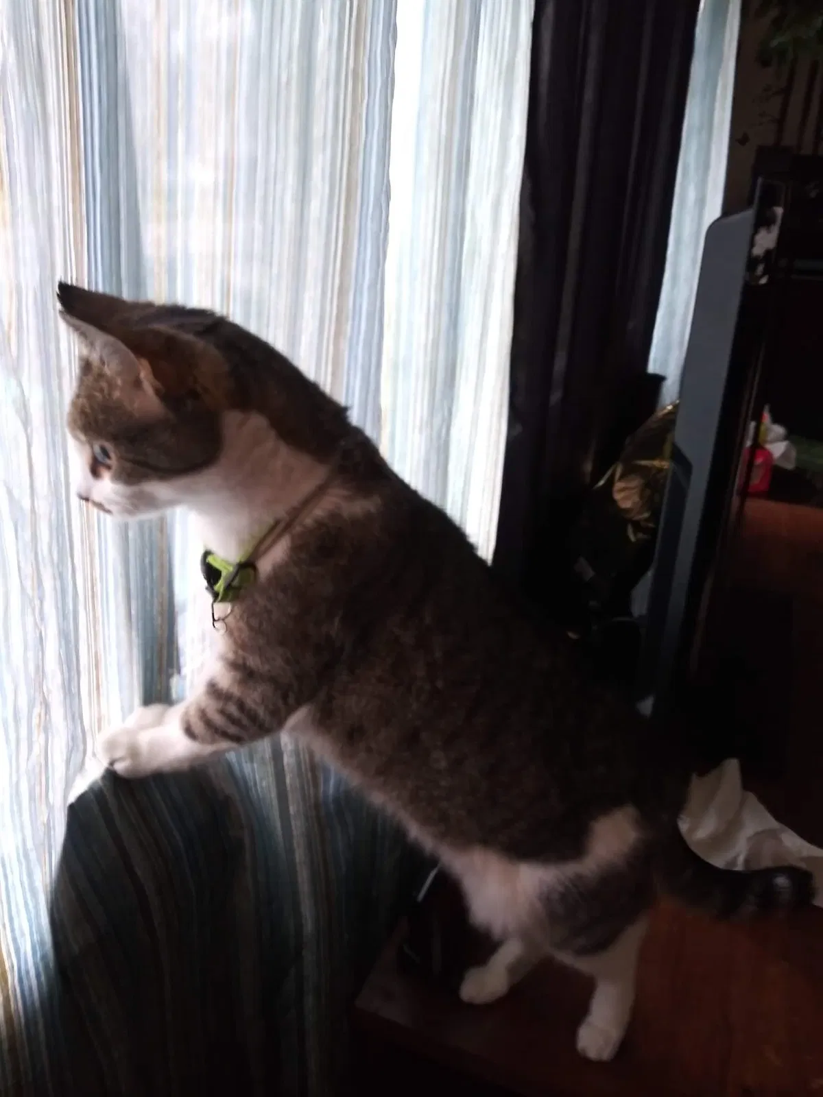 Lost cat in Minneapolis, MN, 55428