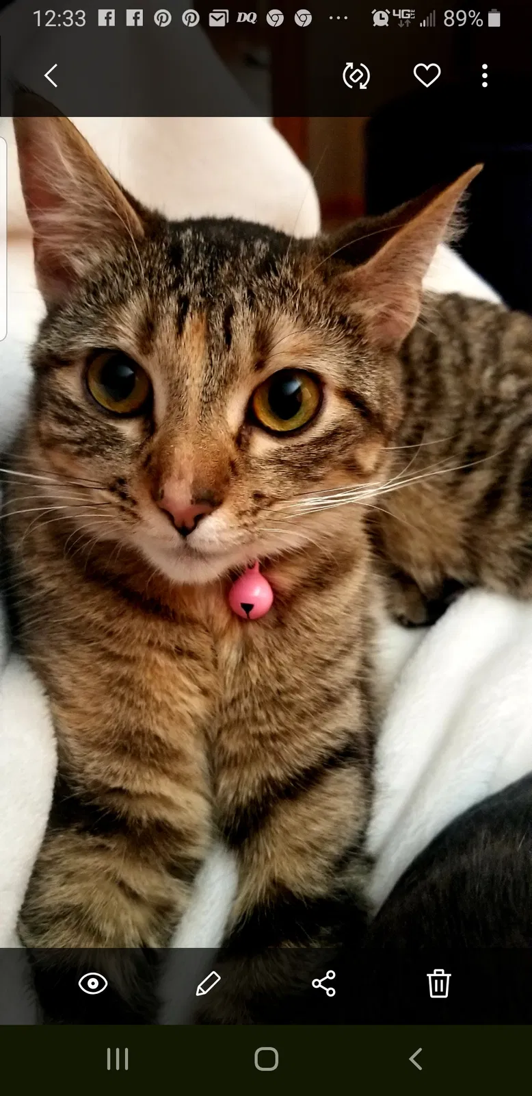 Lost cat in Fargo, ND, 58104