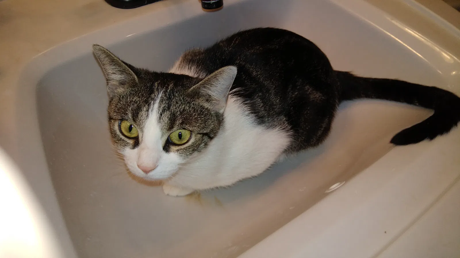 Lost cat in Clarksville, TN, 37043