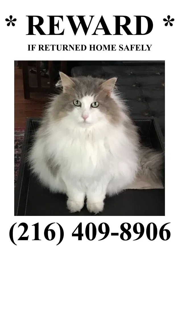 Lost cat in Independence, OH, 44131