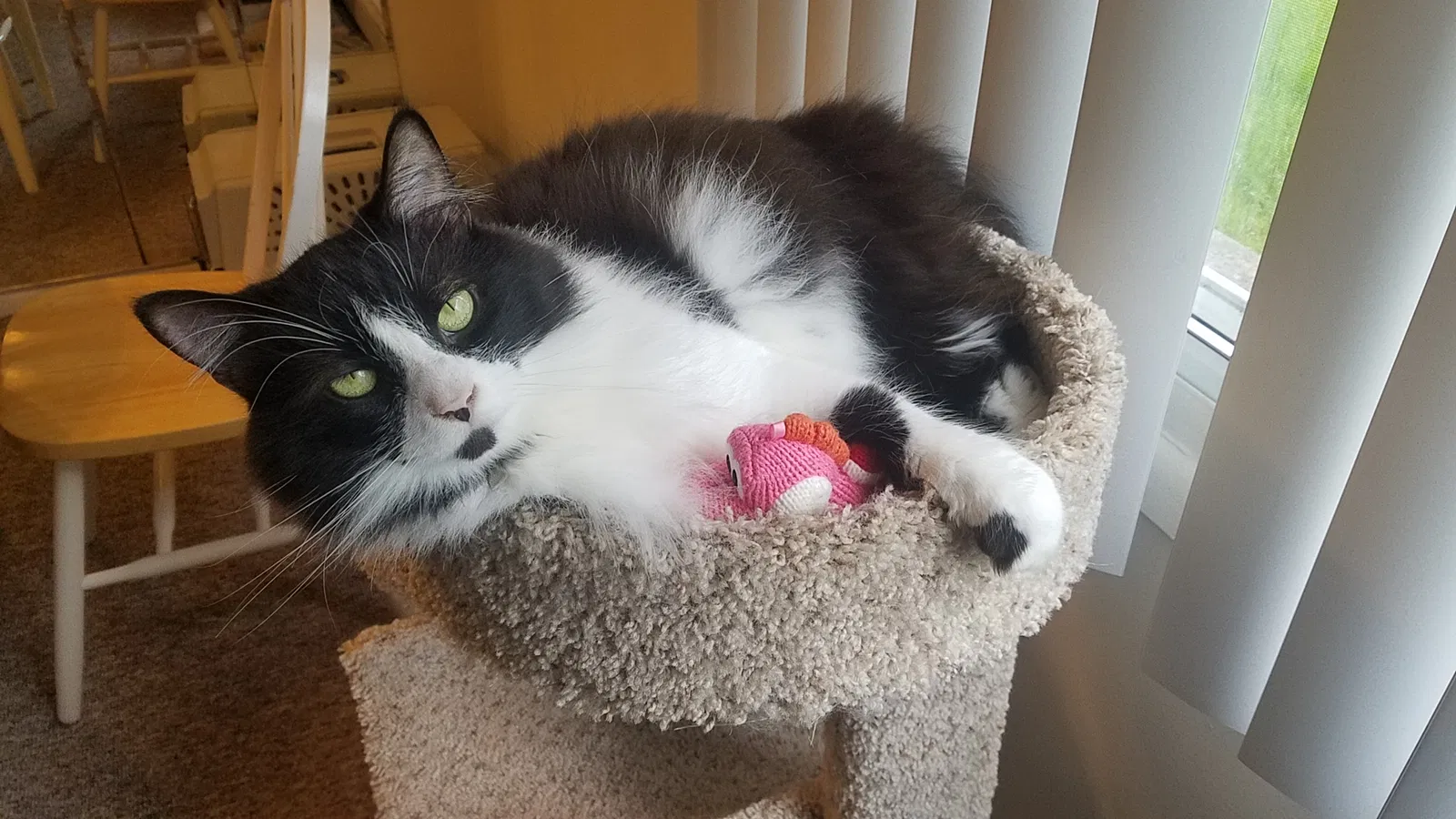 Lost cat in Erie, PA, 16504