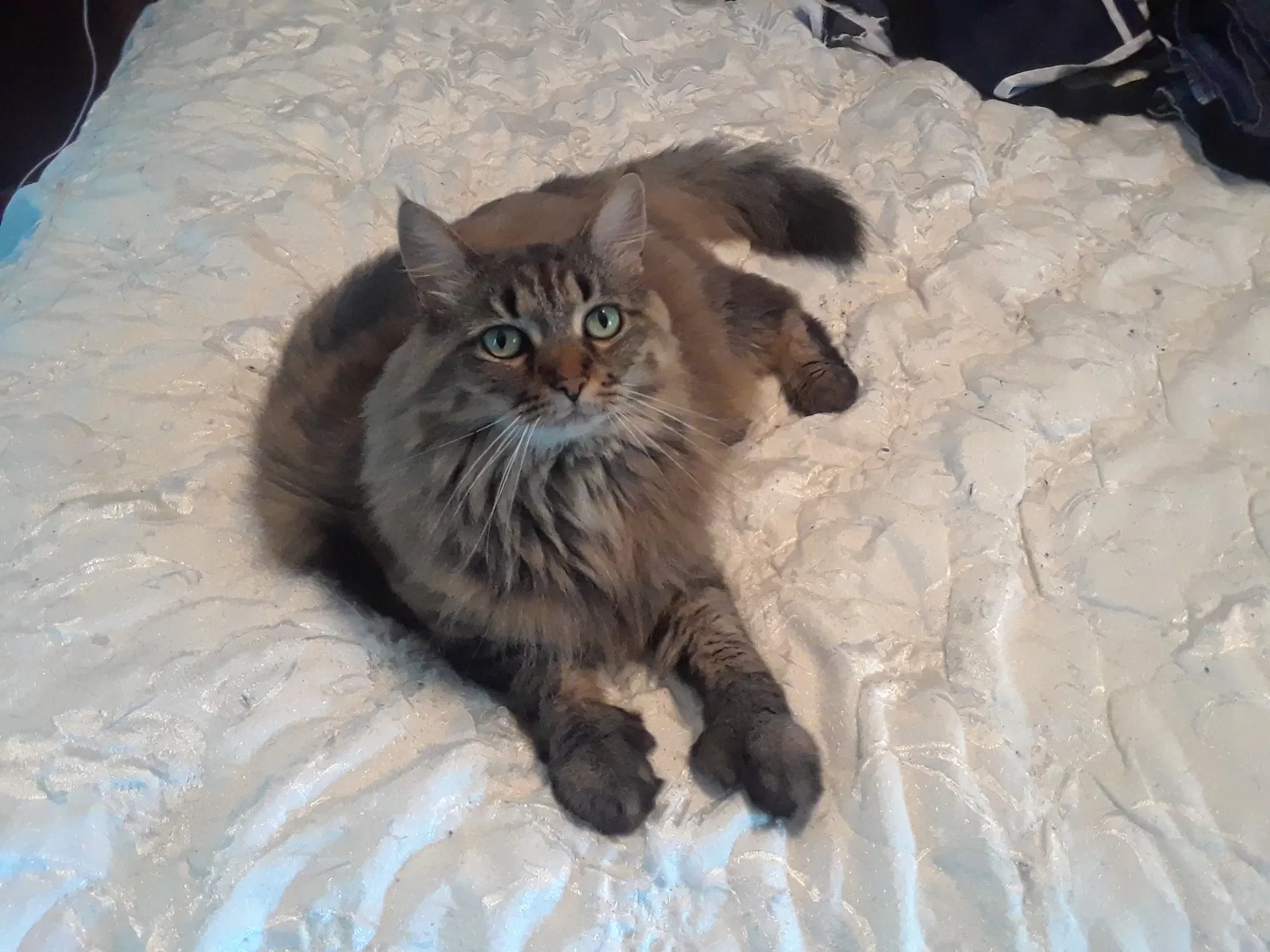 Lost cat in Acworth, GA, 30101