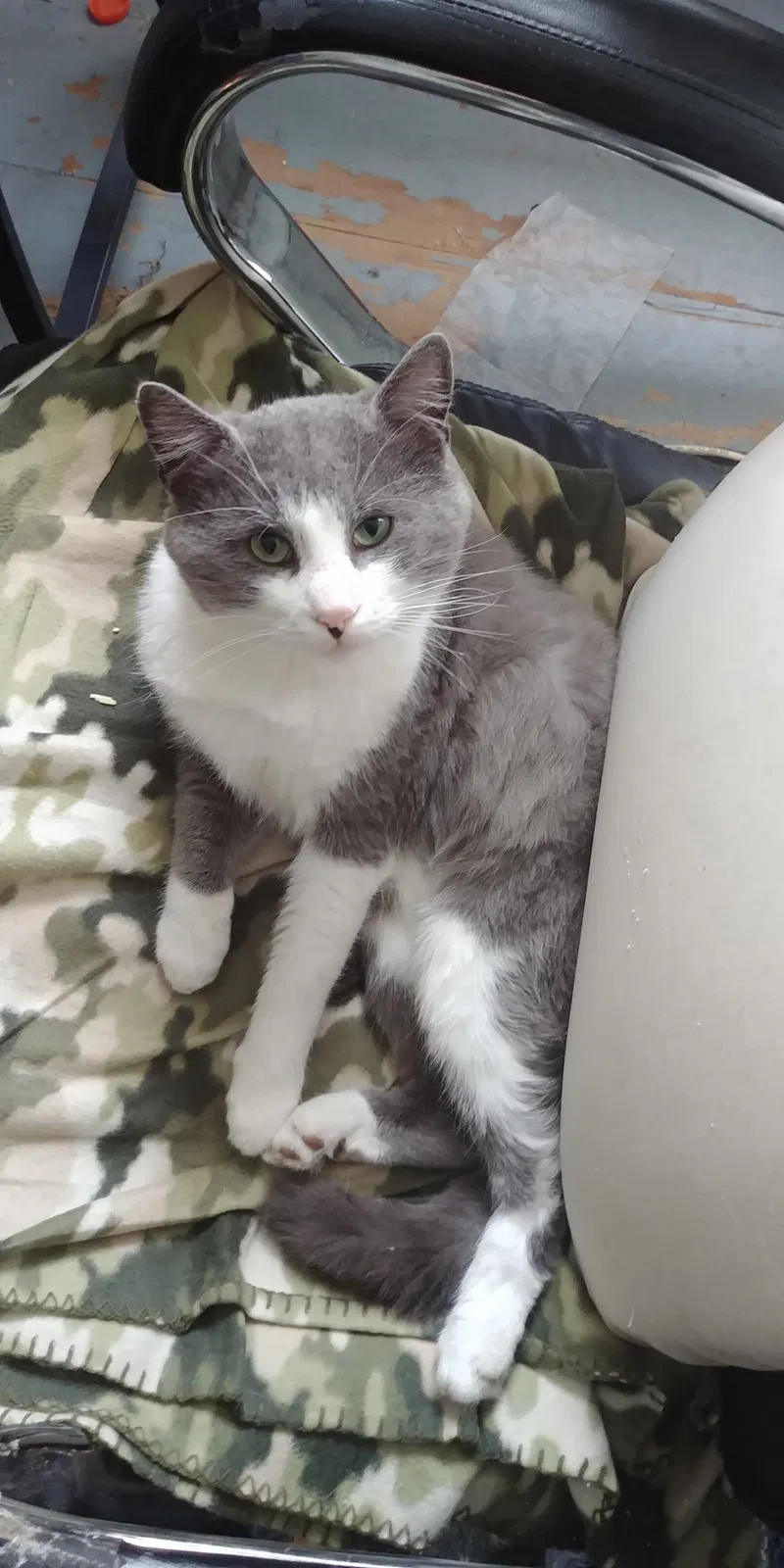 Lost cat in Harrisburg, PA, 17103