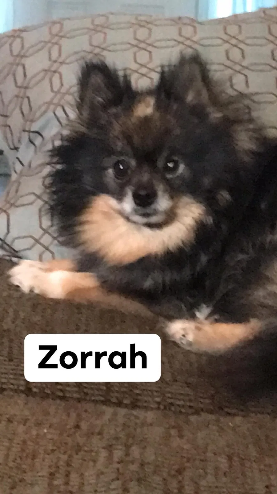Lost dog in North Charleston, SC, 29420