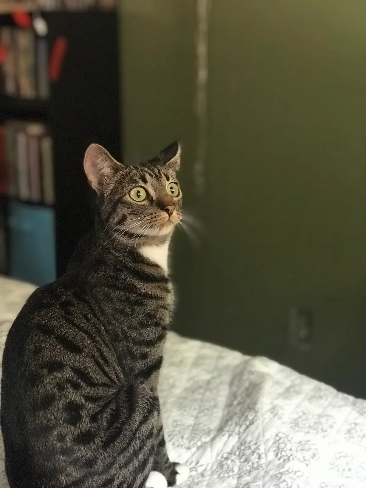 Lost cat in Spanaway, WA, 98387