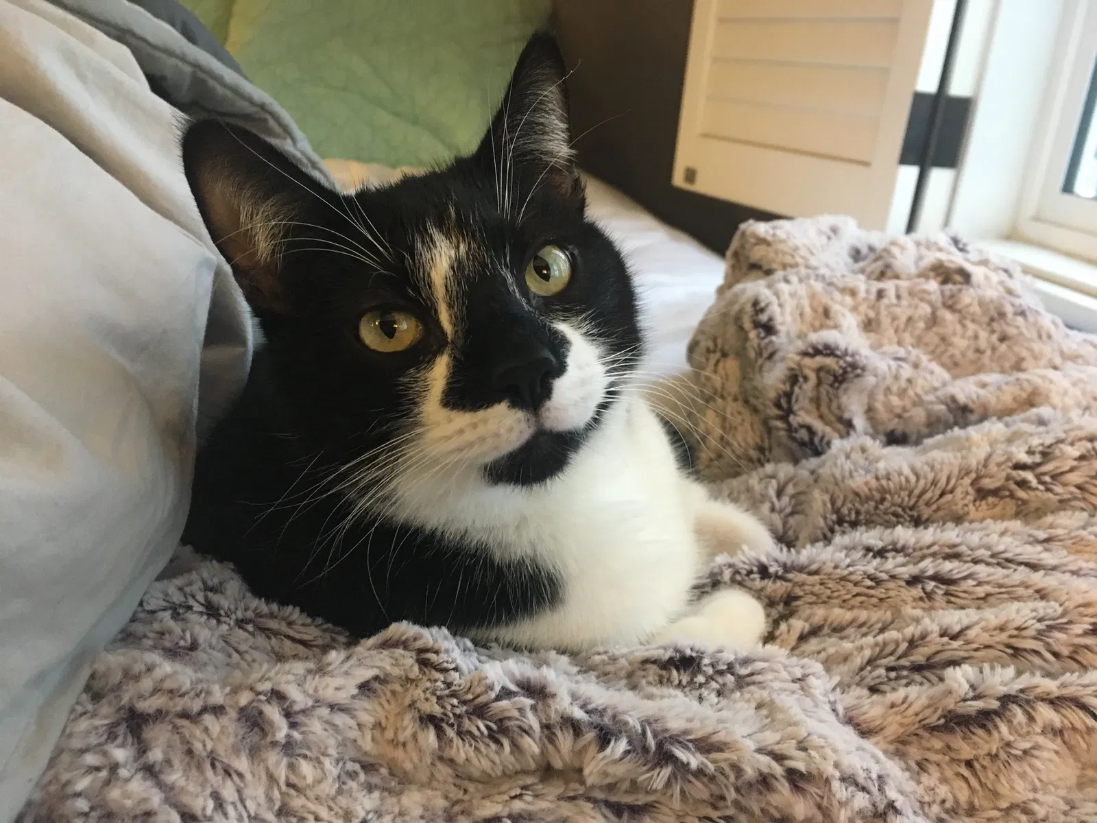 Lost cat in Redondo Beach, CA, 90277
