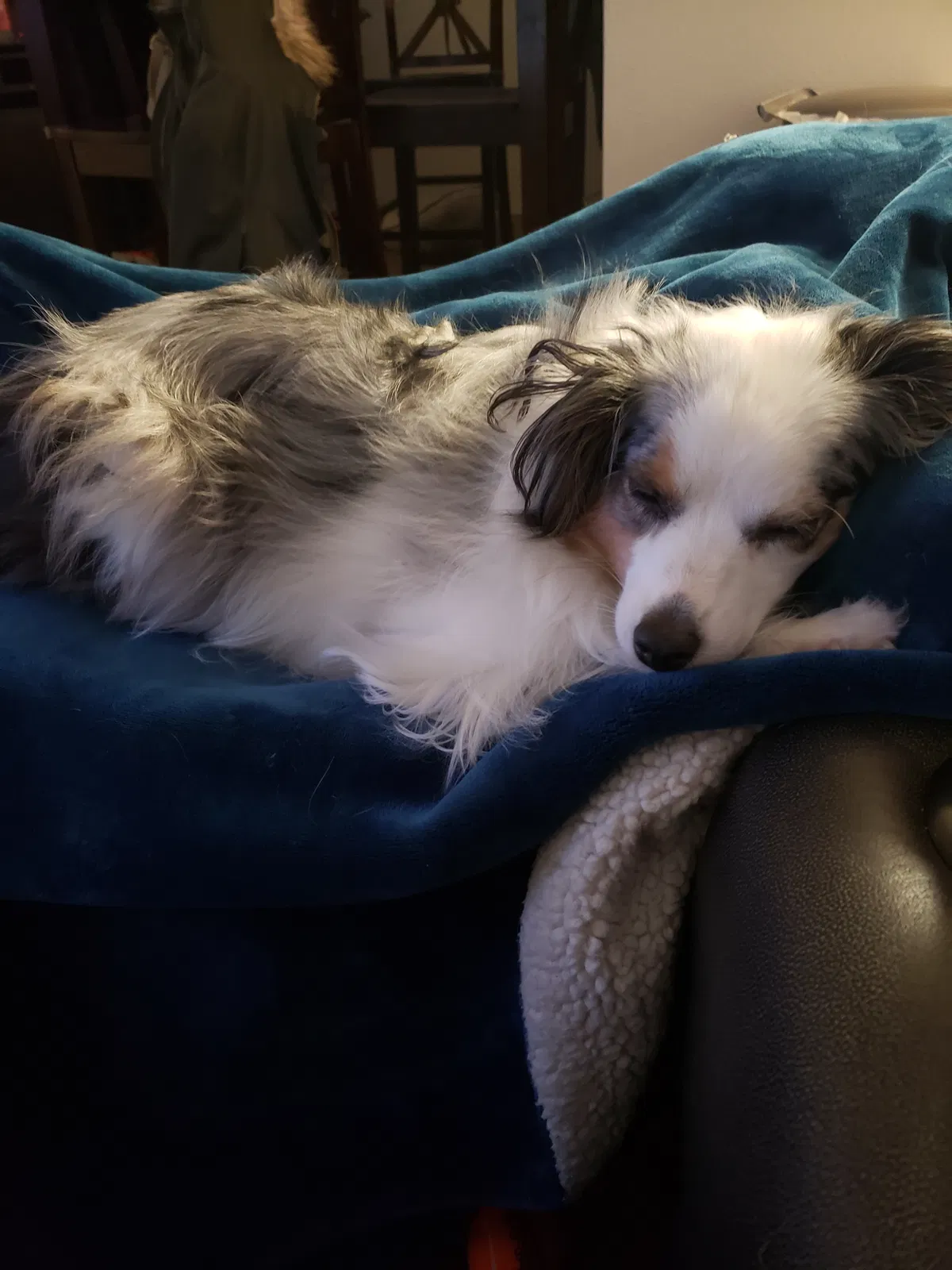 Lost dog in Sandy, UT, 84070