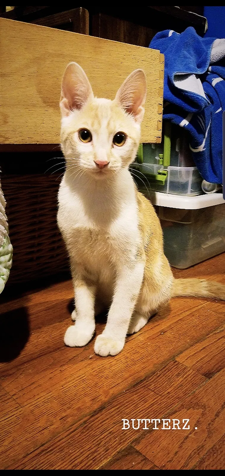 Lost cat in Altadena, CA, 91001