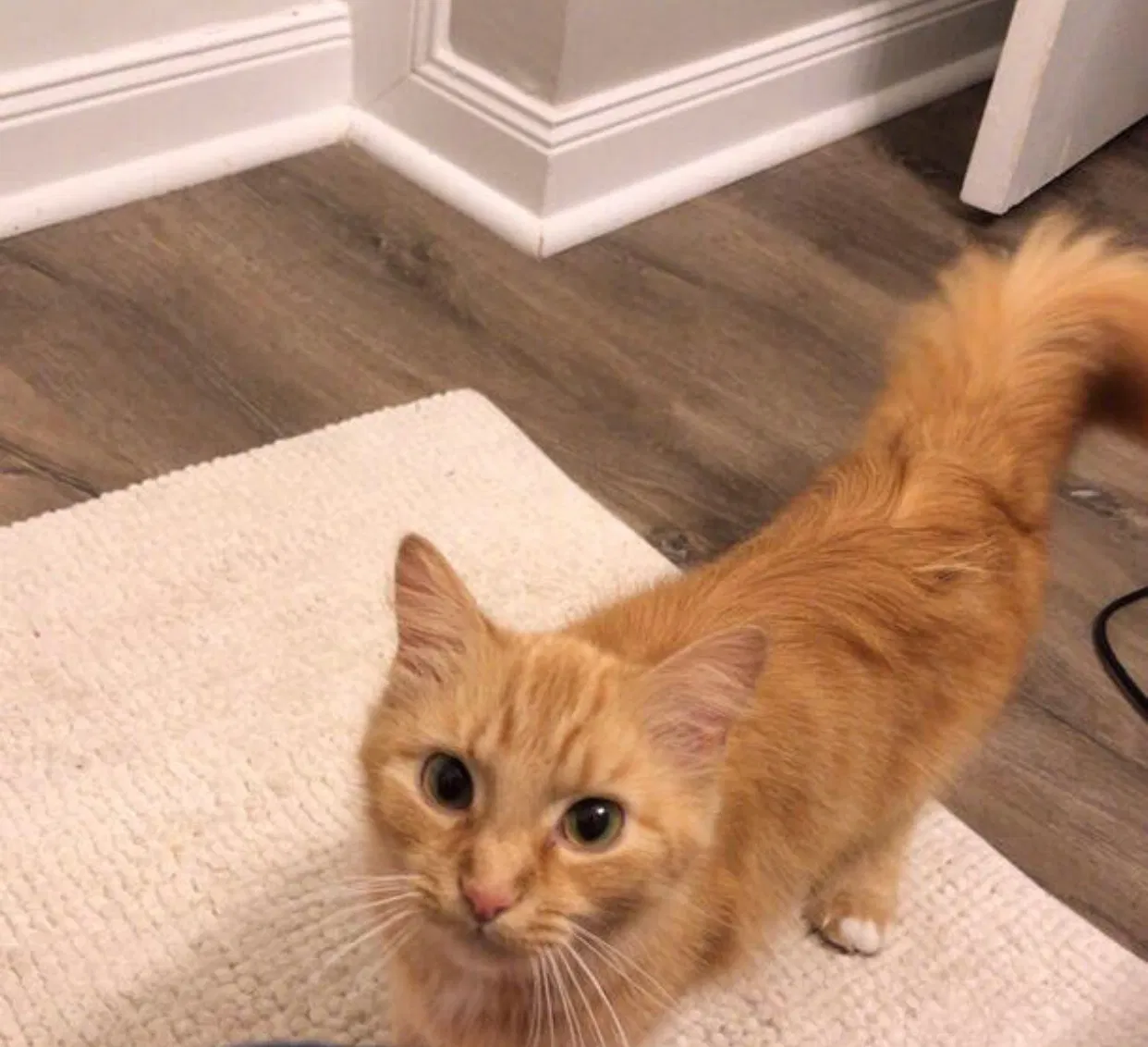 Lost cat in Charlotte, NC, 28277