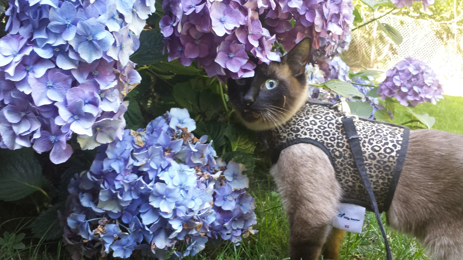 Lost cat in Poulsbo, WA, 98370