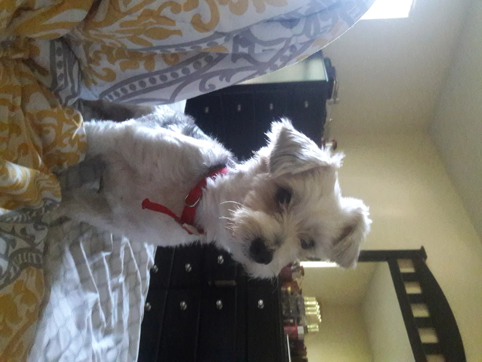 Lost dog in Beverly Hills, FL, 34465