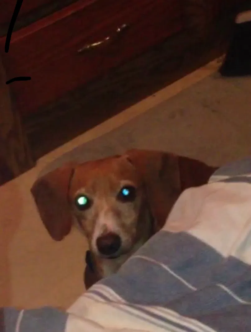 Lost dog in Brooksville, FL, 34614