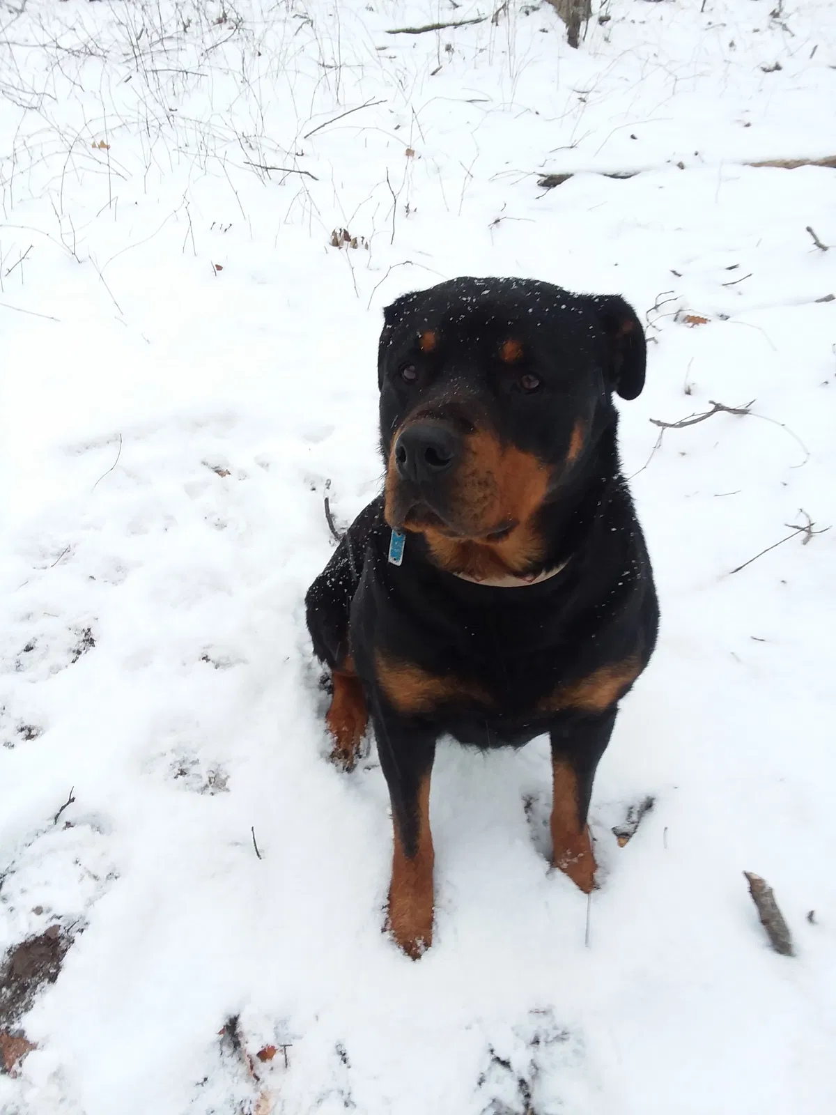 Lost dog in New Holland, PA, 17557