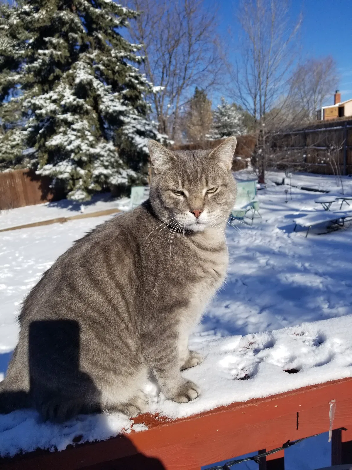 Lost cat in Colorado Springs, CO, 80918