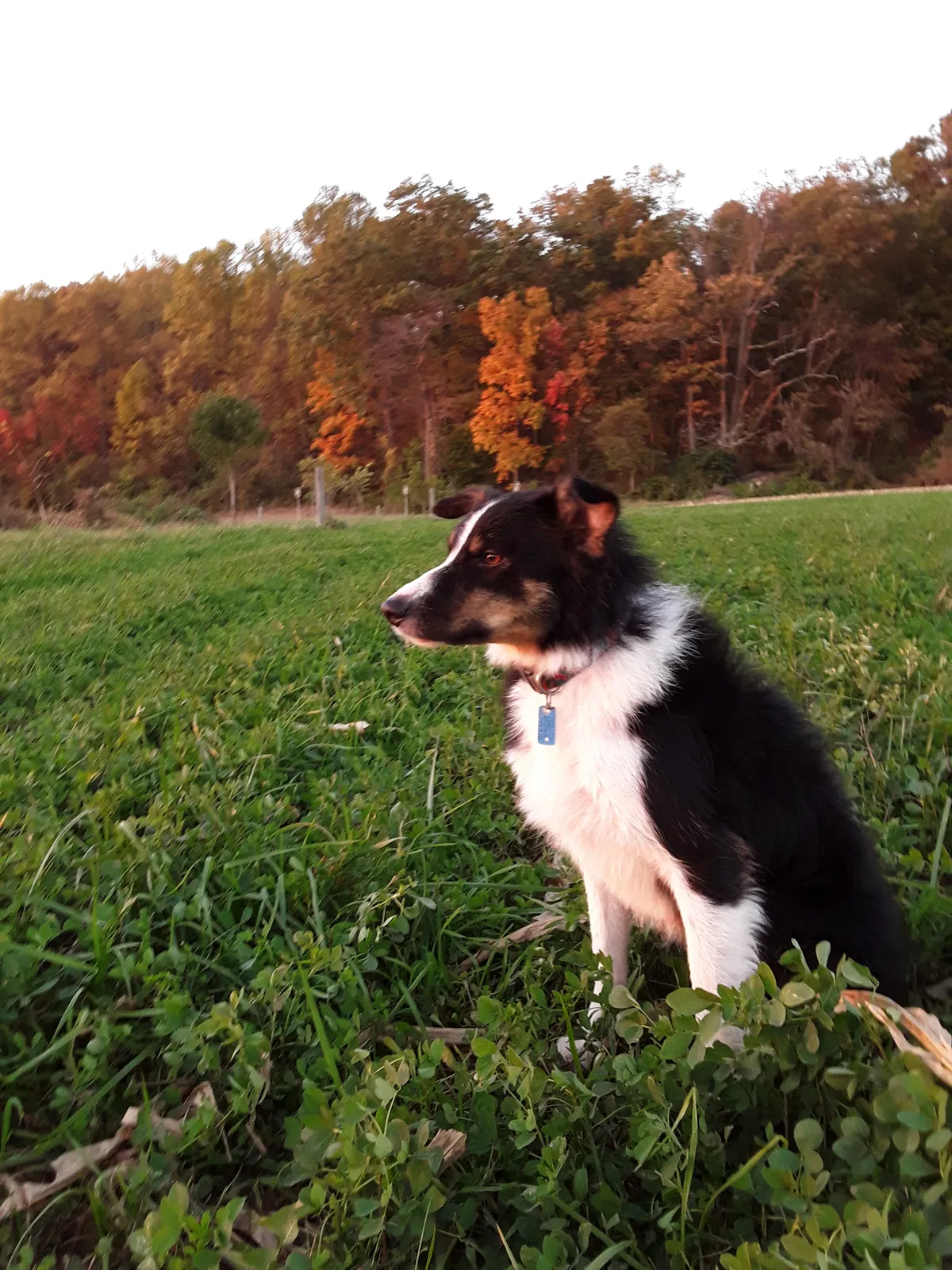 Lost dog in New Holland, PA, 17557