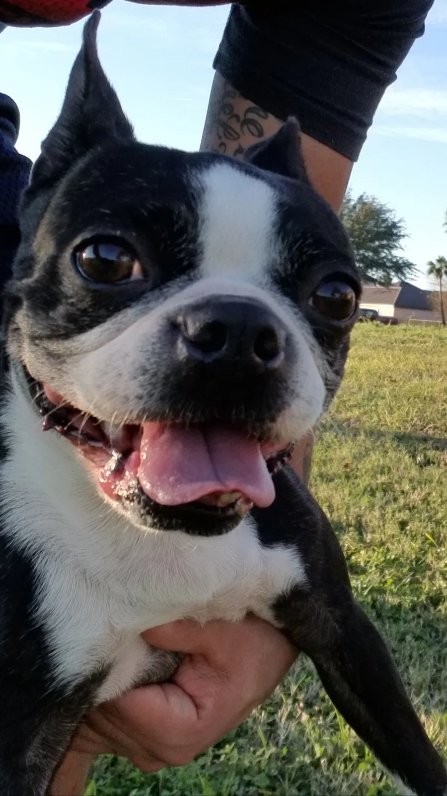 Lost dog in Edinburg, TX, 78541