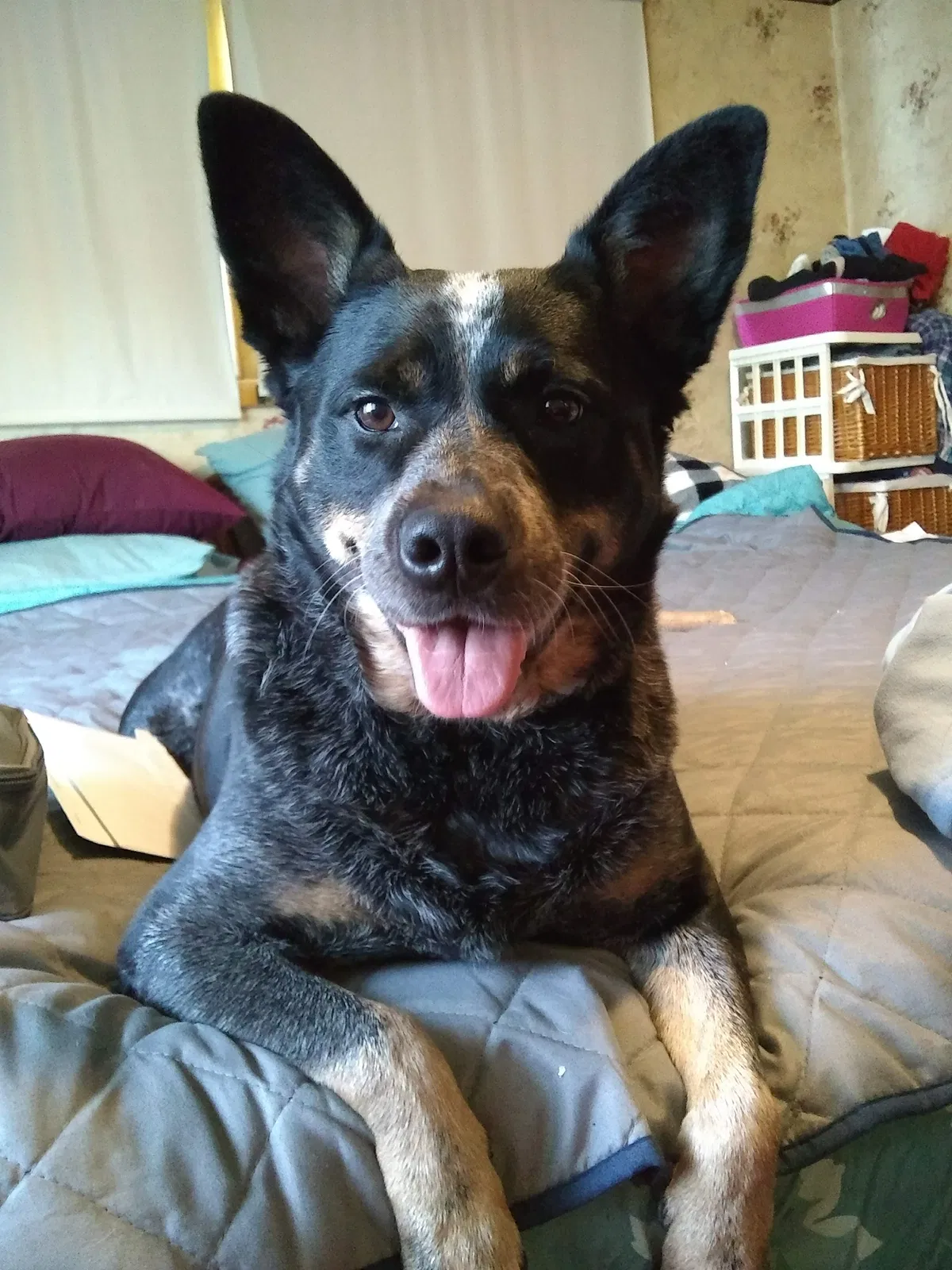 Lost dog in Madison Lake, MN, 56063