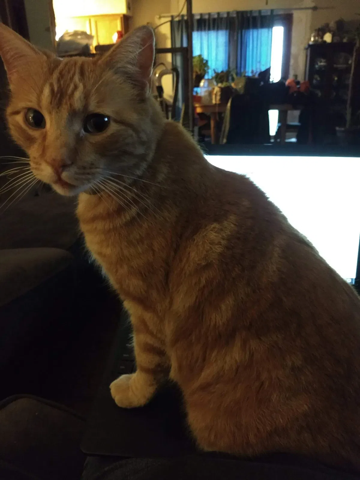 Lost cat in Brookline, MO, 65619