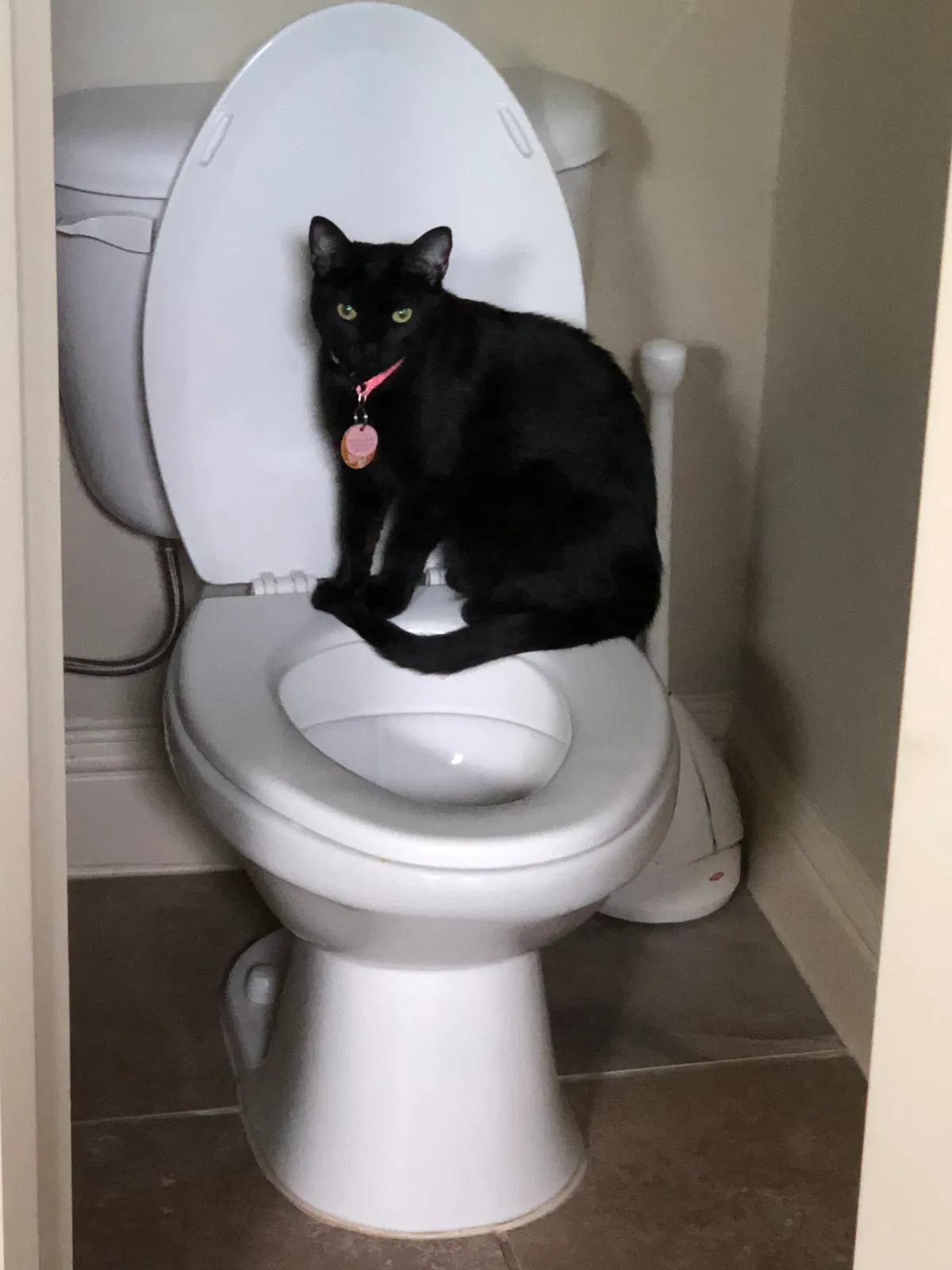 Lost cat in Fort Worth, TX, 76108
