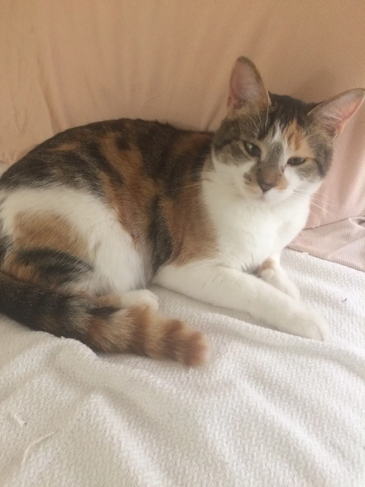 Lost cat in Englewood, FL, 34224