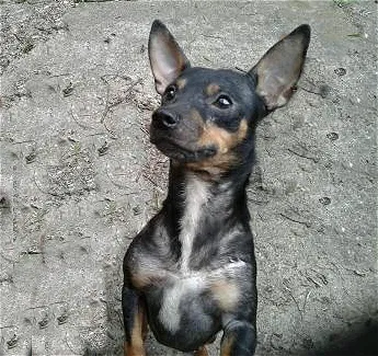 Lost dog in Killeen, TX, 76541