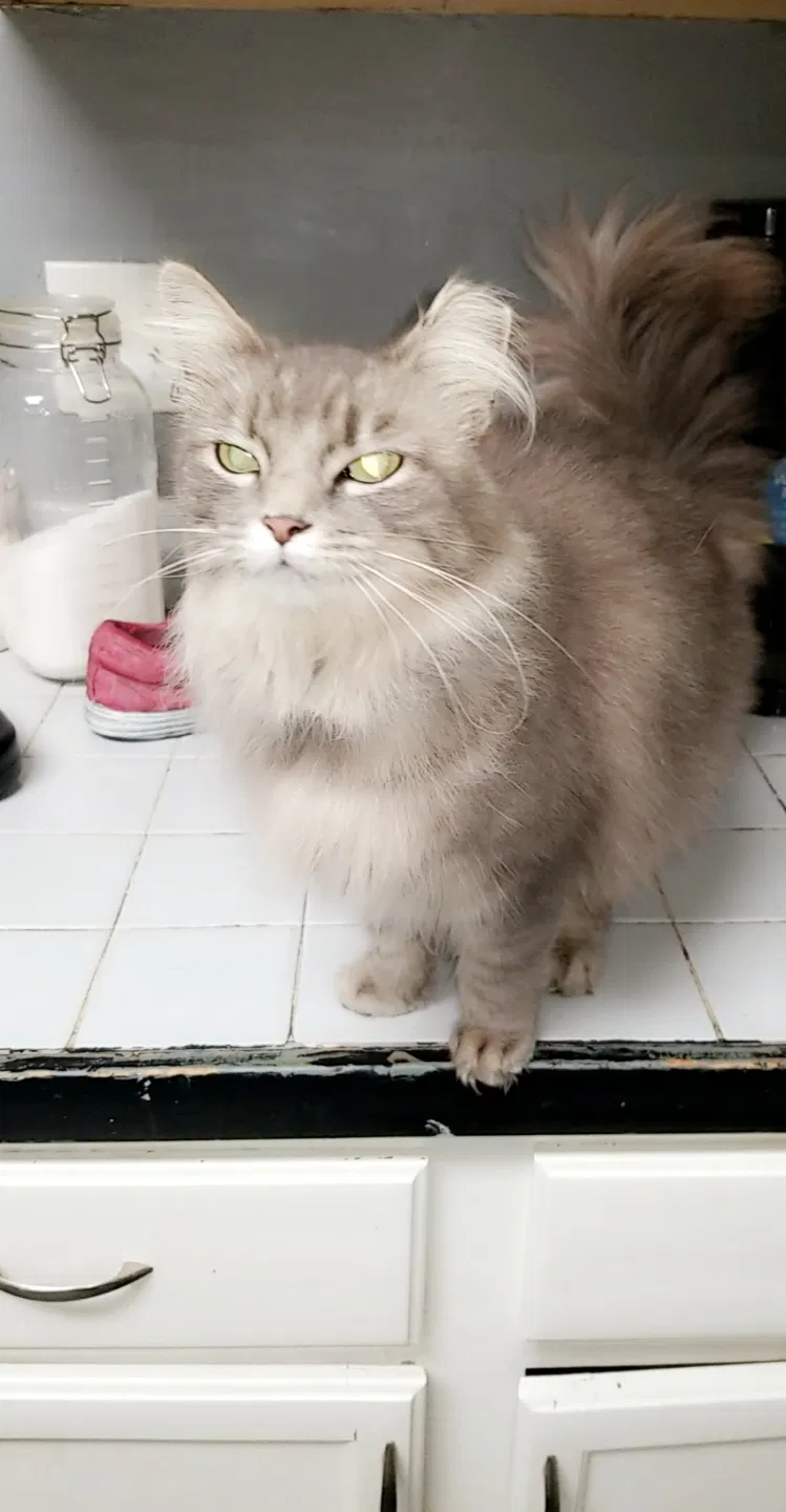 Lost cat in Cincinnati, OH, 45204