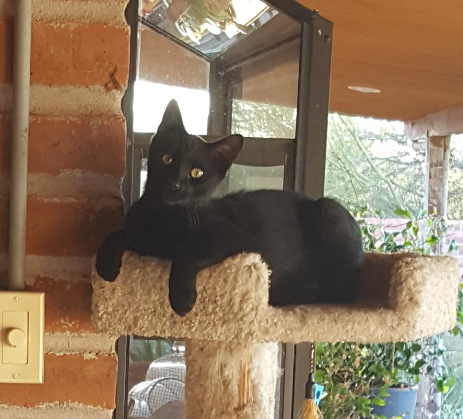 Lost cat in Tucson, AZ, 85704