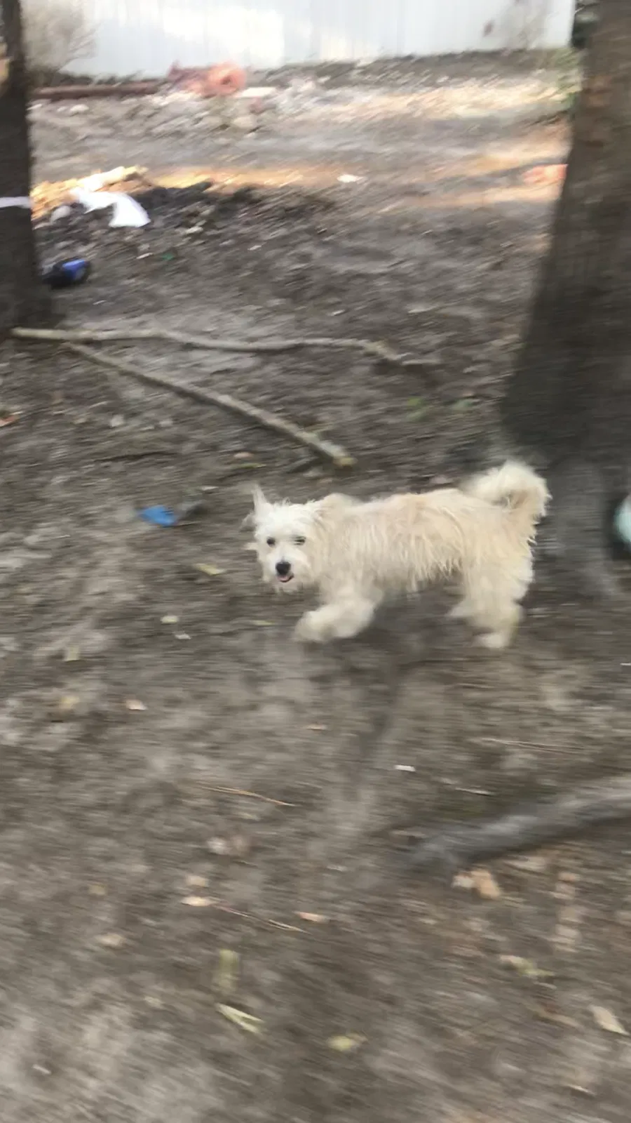 Lost dog in Wilmington, NC, 28401
