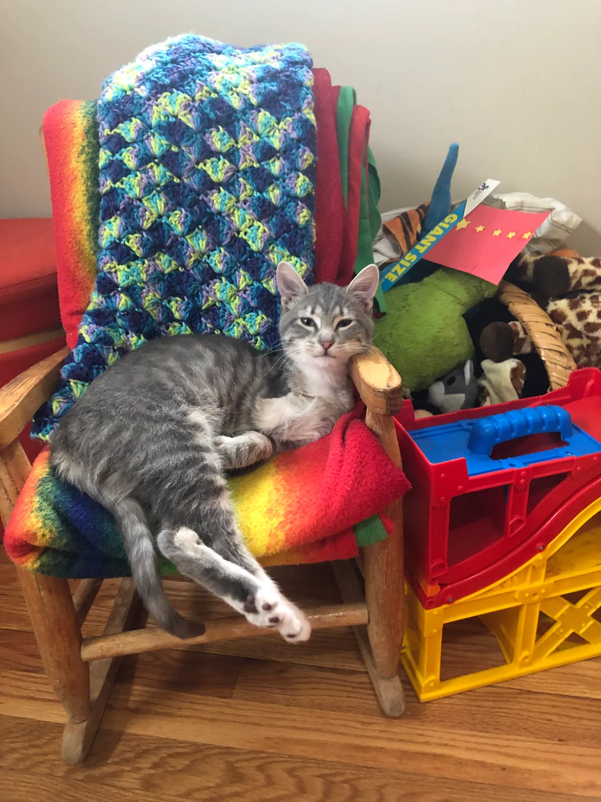 Lost cat in Louisville, KY, 40217
