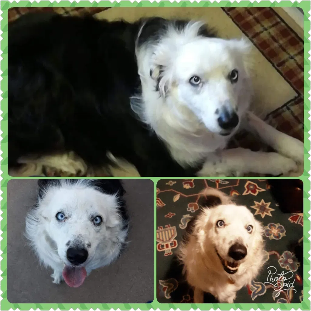 Lost dog in Lubbock, TX, 79416