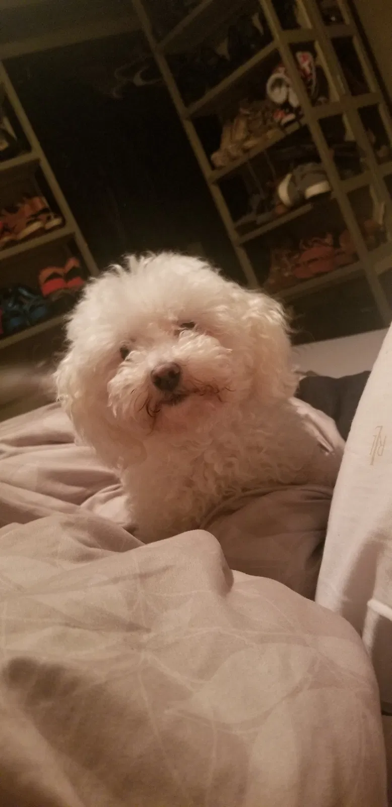 Lost dog in Houston, TX, 77036