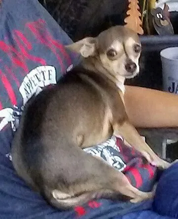 Lost dog in Ocala, FL, 34470
