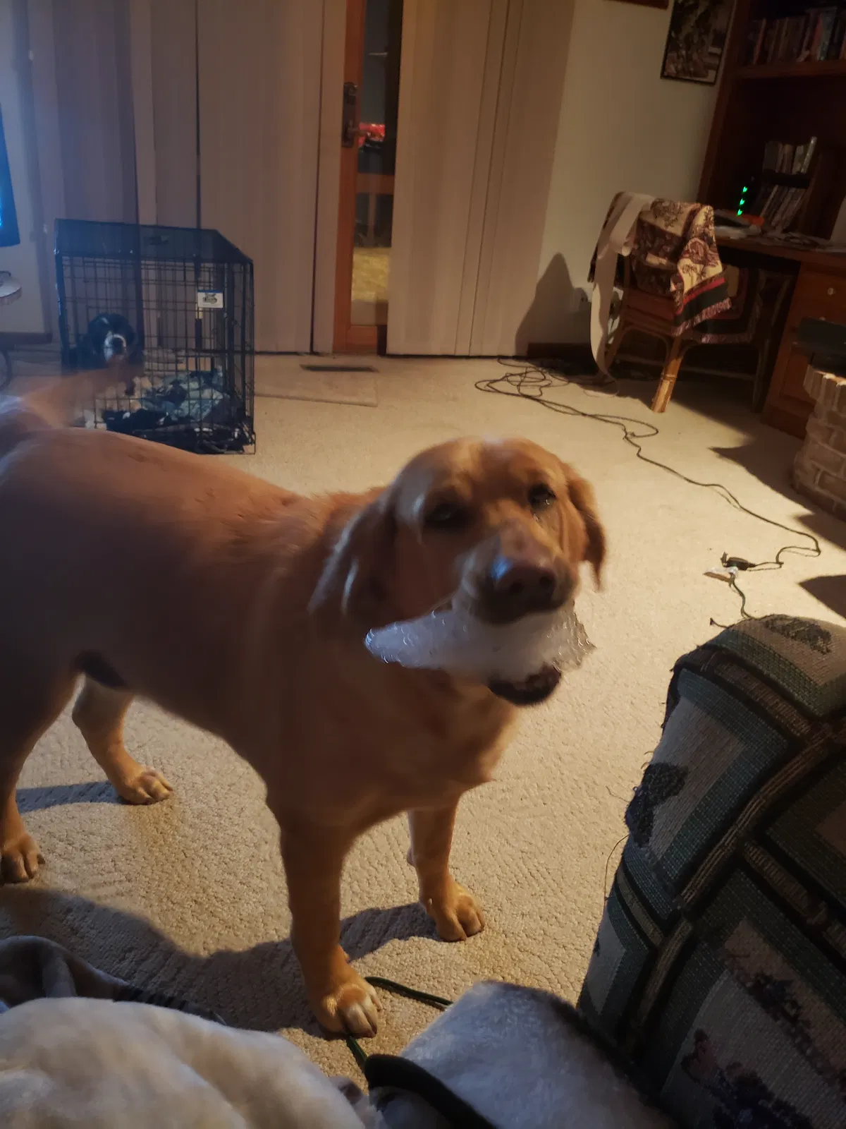 Lost dog in Woodstock, IL, 60098