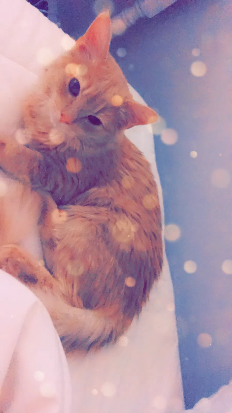 Lost cat in Chantilly, VA, 20151