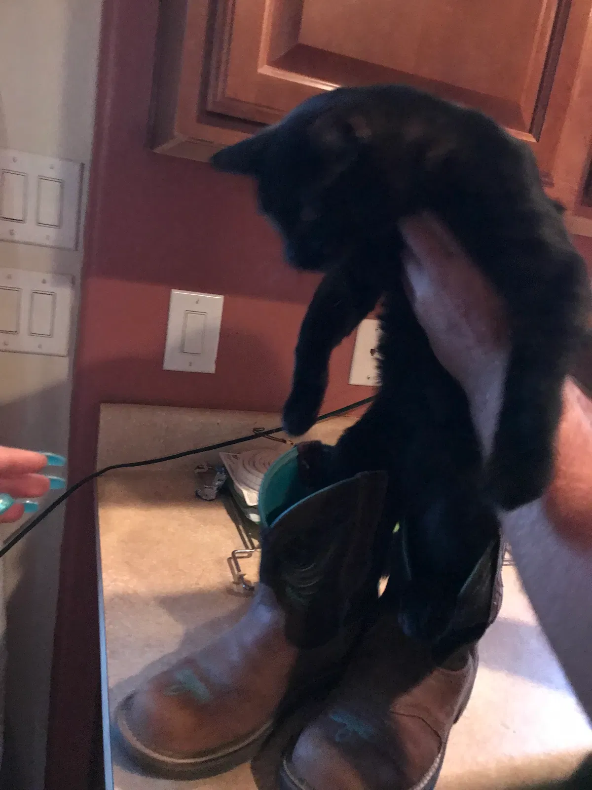 Lost cat in Tucson, AZ, 85756
