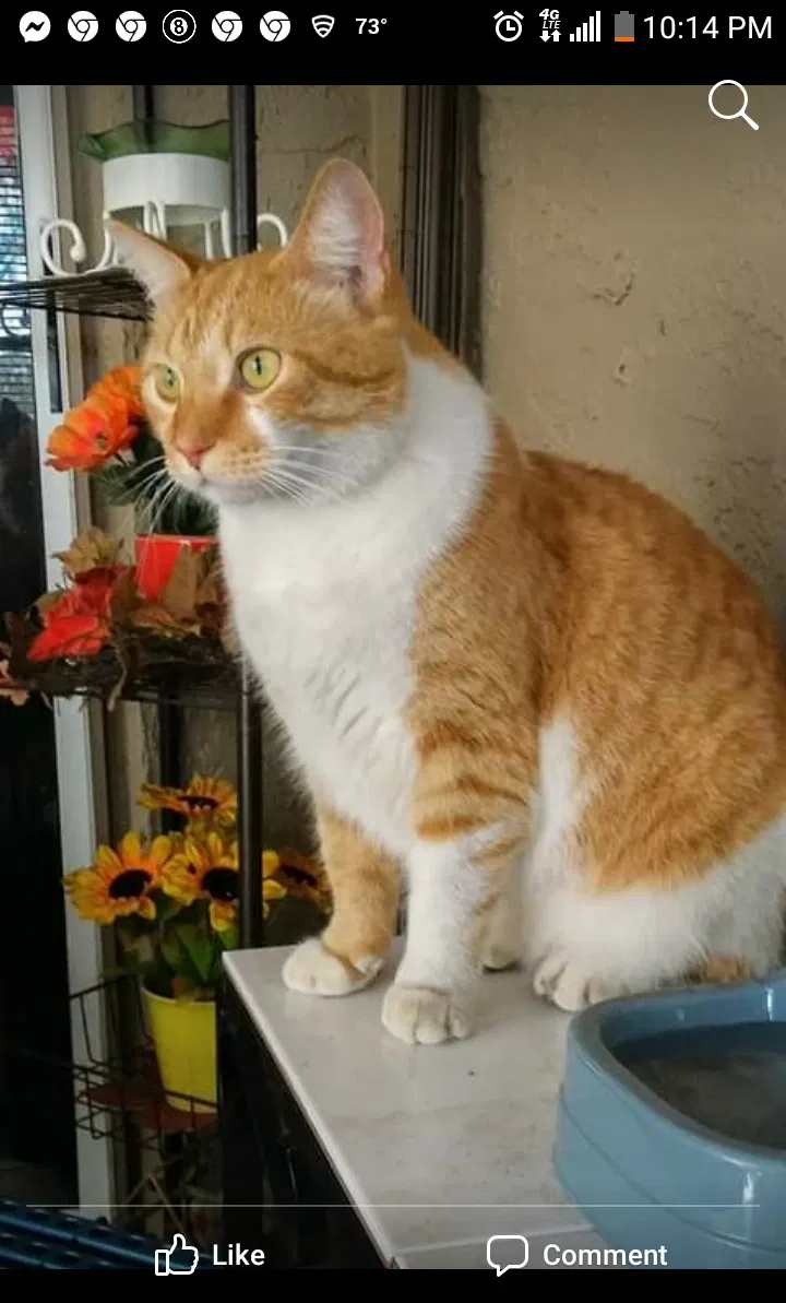 Lost cat in Orlando, FL, 32839