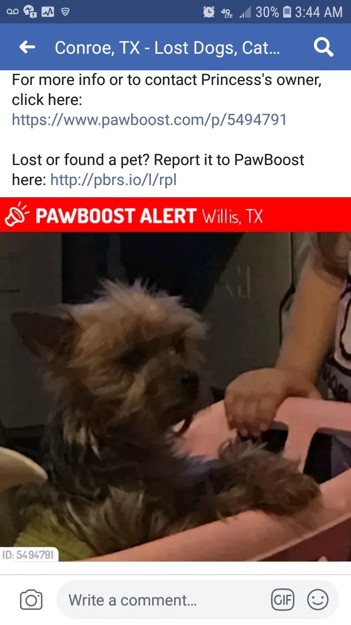 Lost dog in Willis, TX, 77378