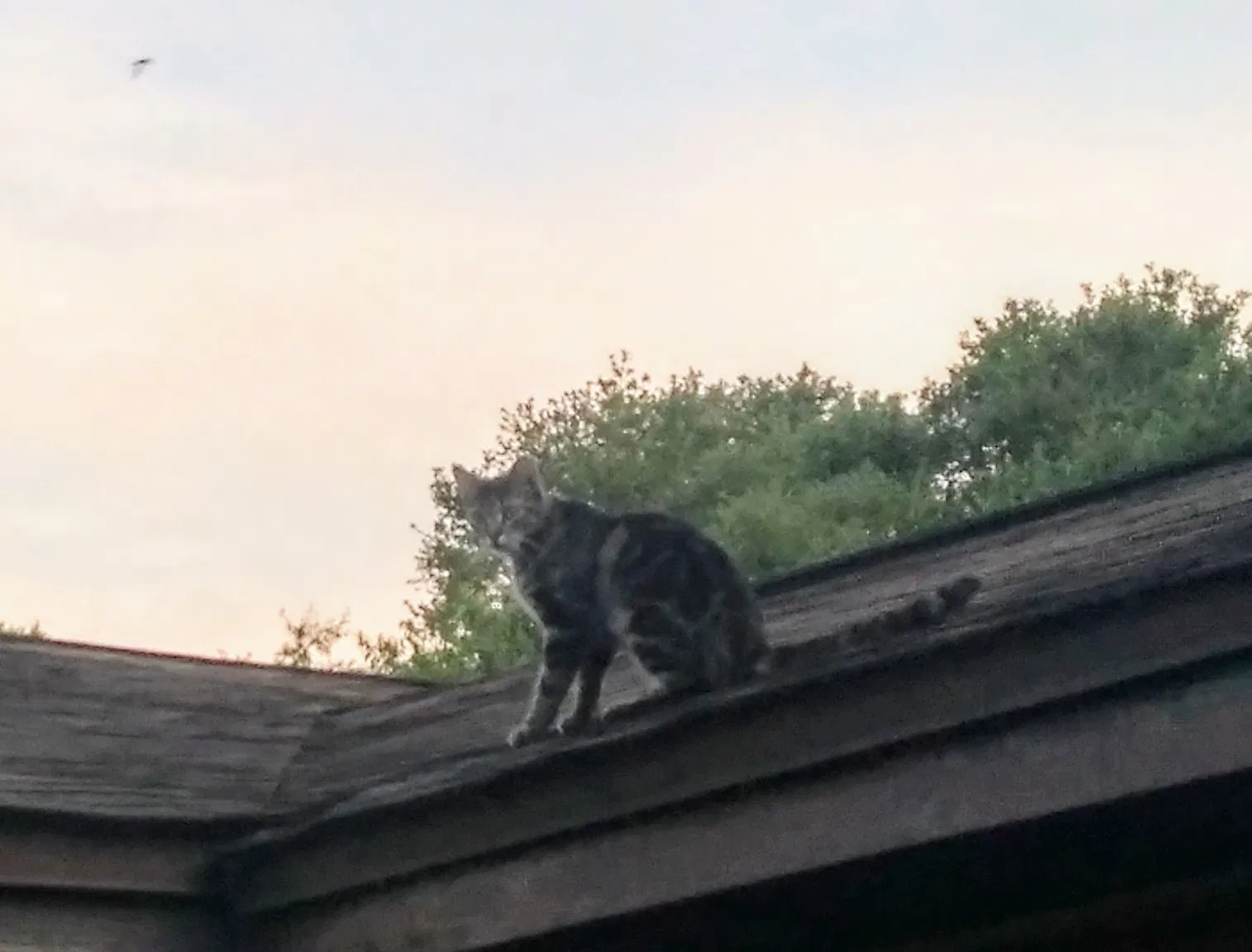 Found cat in Pensacola, FL, 32514