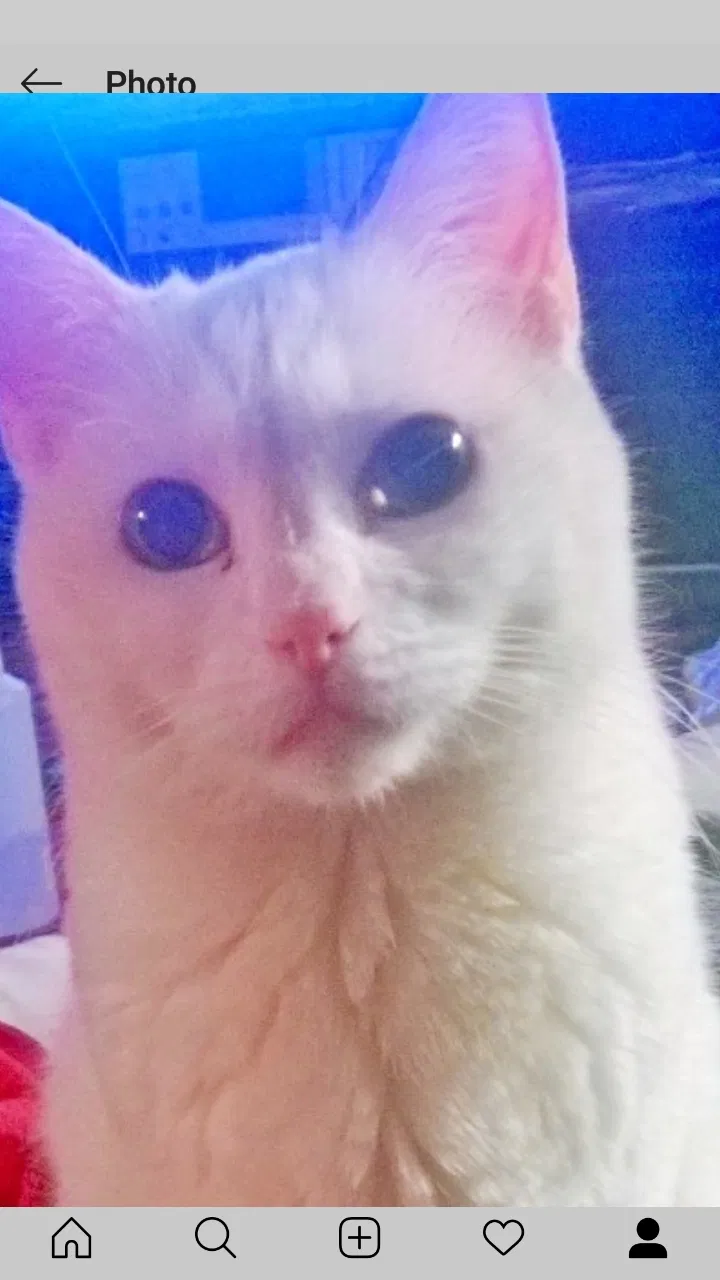 Lost cat in Saline, MI, 48176