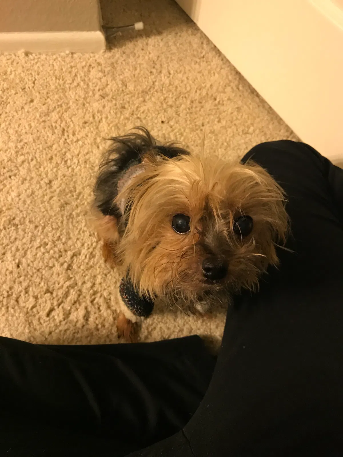 Lost dog in San Diego, CA, 92122