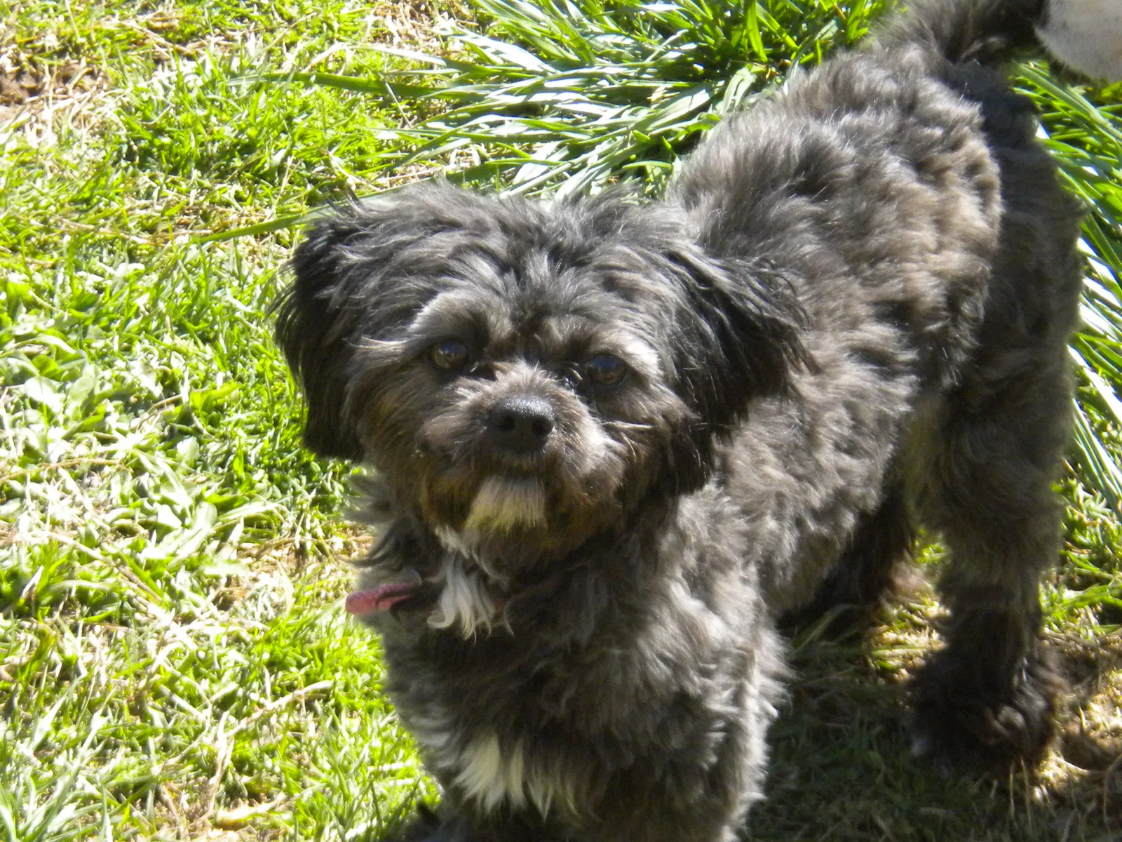 Lost dog in Norcross, GA, 30071